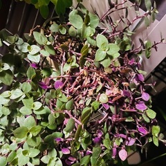 観葉植物　鉢ごとお渡しです　カリシアの画像