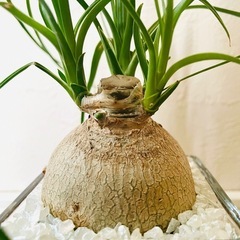 ポニーテール　トックリラン　観葉植物　ハイドロカルチャーの画像