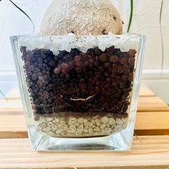 ポニーテール　トックリラン　観葉植物　ハイドロカルチャーの画像