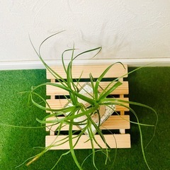 ポニーテール　トックリラン　観葉植物　ハイドロカルチャーの画像