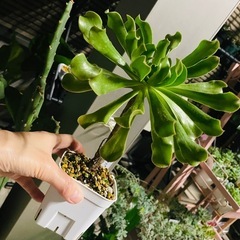 多肉植物　鉢ごとお渡し　ヴァルサミフェルム　アエオニウム　の画像