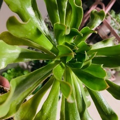 多肉植物　鉢ごとお渡し　ヴァルサミフェルム　アエオニウム　の画像