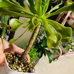 多肉植物　鉢ごとお渡し　ヴァルサミフェルム　アエオニウム　の画像
