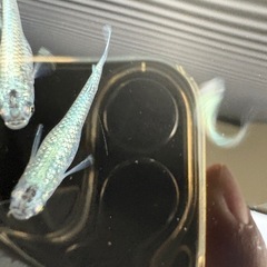 シルバー　ラメ　めだか
　成魚3匹の画像