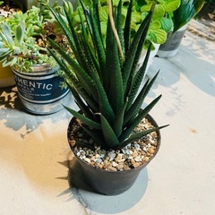 多肉植物　ハオルチア　鉢ごとお渡しですですの画像