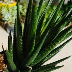 多肉植物　ハオルチア　鉢ごとお渡しですですの画像