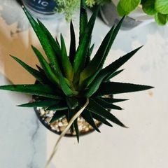 多肉植物　ハオルチア　鉢ごとお渡しですですの画像