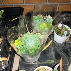 多肉の寄せ植え再開したヨッ!!の画像