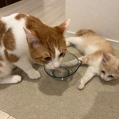 生後２ヶ月　パステルカラー茶トラ - 里親募集