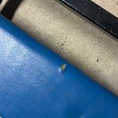 シグネット　クリーパーの画像