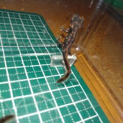オキナワシリケンイモリ幼体3匹（上陸済み、人工餌OK、送料別）#202503の画像