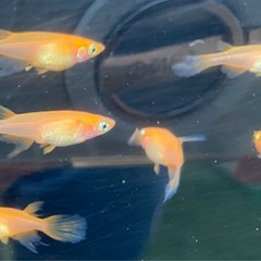 メダカ「紅帝鰭長」の画像