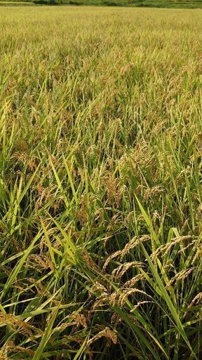 令和7年産  新米コシヒカリ玄米 18,000円 在庫 若干