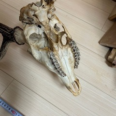 鹿　角 の画像