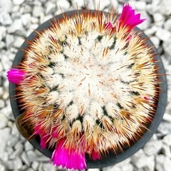 レア？サボテン　緋泉の画像