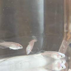 【メダカ】白蝶の画像