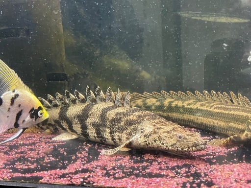 セミショートエンドリケリー