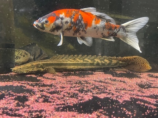 チャド産ビキールビキール