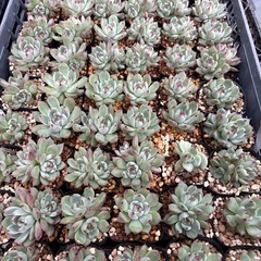 多肉植物エケベリアの画像