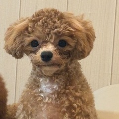 ビションプー 男の子