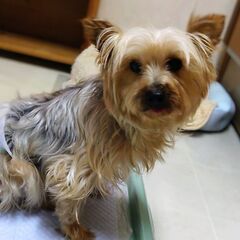 お母さんを頑張ってきたヨーキーの家族募集