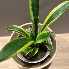 観葉植物🌿サンスベリアの画像
