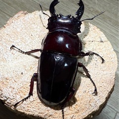 レギウスオオツヤクワガタの画像
