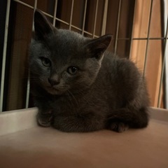 グレー　♂  1ヶ月半〜2ヶ月くらい