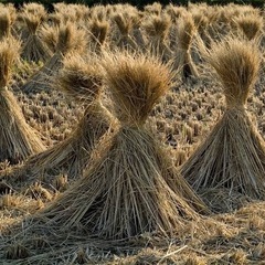 わら　藁の画像