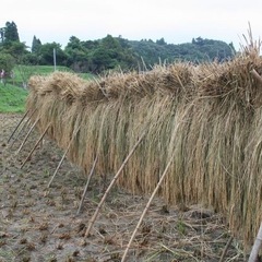 わら　藁の画像