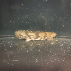 熱帯魚 ポリプテルスの画像