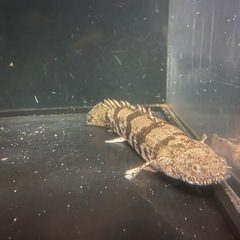 熱帯魚 ポリプテルスの画像