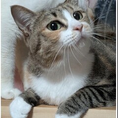 三毛猫　元お母さん　ひなたちゃん