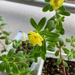 植物6種の画像