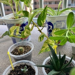 植物6種の画像