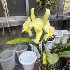 代理出品 蘭の花 黄色 白の画像