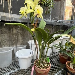 代理出品 蘭の花 黄色 白の画像