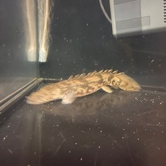 ポリプテルスの画像
