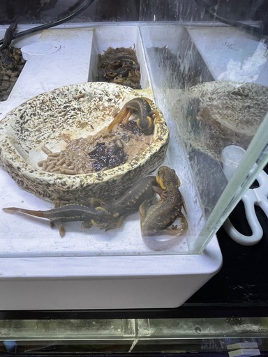 シャノラムイボイモリ餌付け済み2匹
