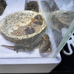 シャノラムイボイモリ餌付け済み2匹の画像