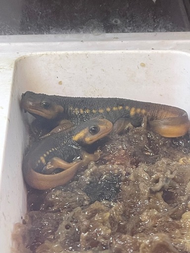 シャノラムイボイモリ餌付け済み2匹