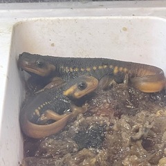 シャノラムイボイモリ餌付け済み2匹の画像
