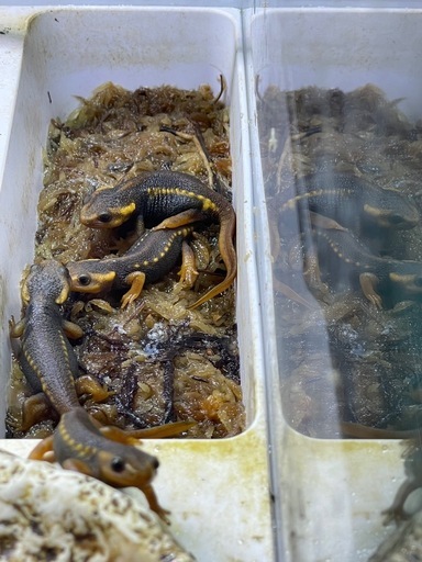 シャノラムイボイモリ餌付け済み2匹 シャノラムイボイモリ餌付け済み2匹