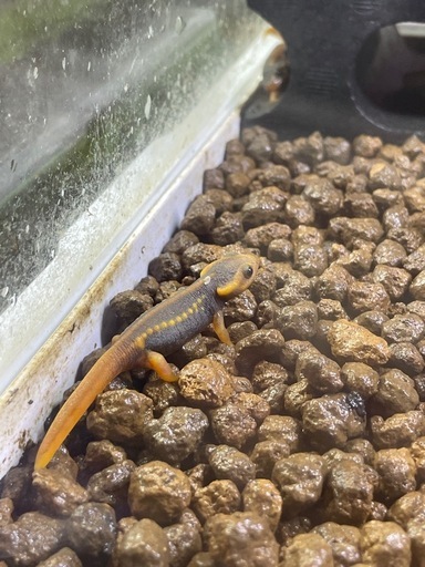 シャノラムイボイモリ餌付け済み2匹