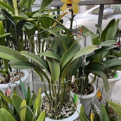 代理出品 蘭の花 黄色②の画像