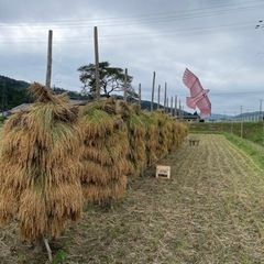 【もち米】新米令和7年登米市産みやこがねもちの画像