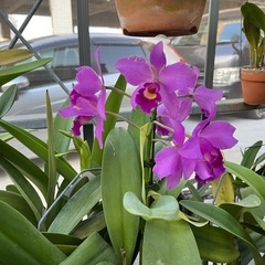 代理出品 蘭の花 紫色③
の画像