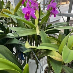 代理出品 蘭の花 紫色③
の画像