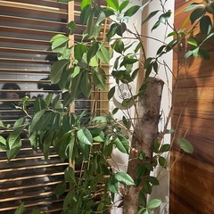 観葉植物大型　　ガジュマル
の画像