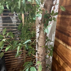 観葉植物大型　　ガジュマル
の画像